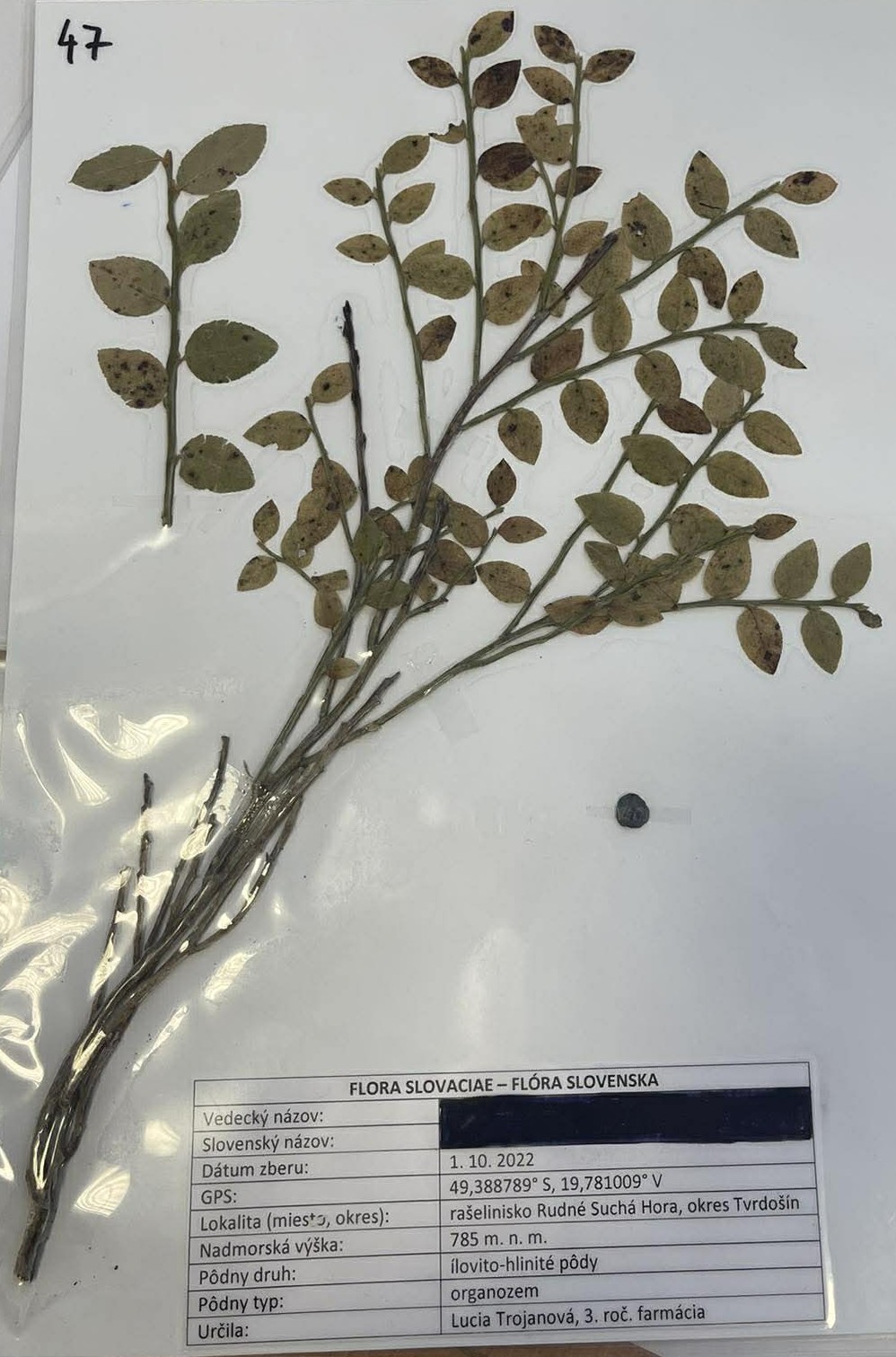 Rastlina Vaccinium myrtillus